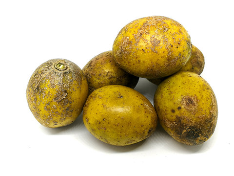Hog Plum ( Spondias pinnata Kurz) on white background,Jew's plum, Otatheite apple isolated on the white background. Scientific name Spondias cytherea Sonn.