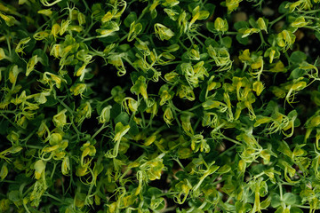 Micro greens being grown in a greenhouse.