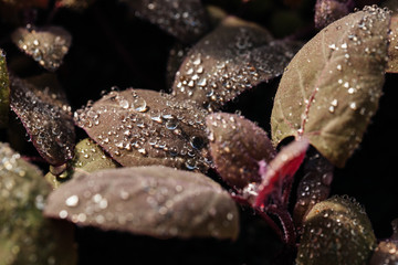 Micro greens being grown in a greenhouse.