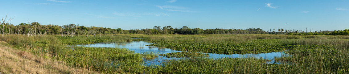 wetlands on a sunny day panorama