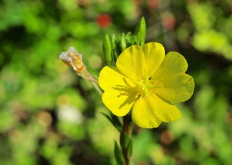 Bright yellow flower and green buds of evening primrose plant