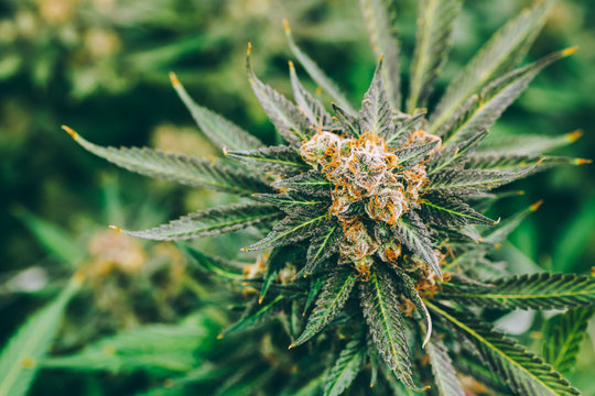 Cannabis Heaven