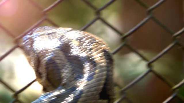 Head boa snake or python moving and put on tongue is angry and dangerous. It is big reticulated python. They are the world's longest snakes and longest reptiles and nonvenomous constrictors.