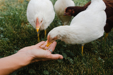 woman's hand offering chickens grub