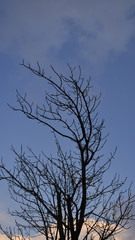 冬　夕暮れ　木　枝　素材