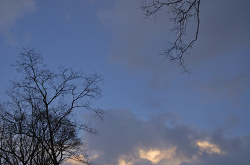冬　夕暮れ　空　雲　木　枝　素材