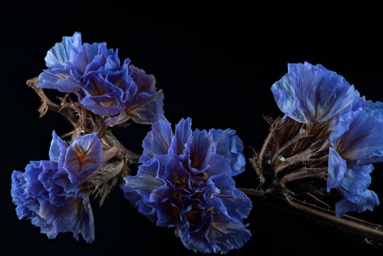 dry flowers (Limonium sinuatum)
