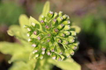 Butterbur flower