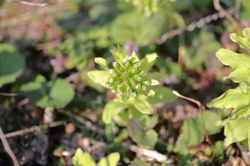 Butterbur flower