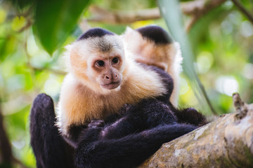 Fototapeta premium Monkeys Cleaning