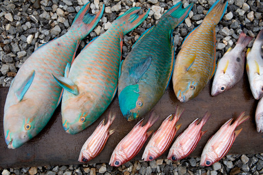 Parrot fish, Yellowtail fusilier, Moses perch lay on wooden floor