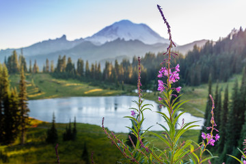 Tipsoo Lake