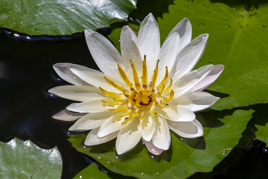 White water lily on the lake . Nymphaea alba