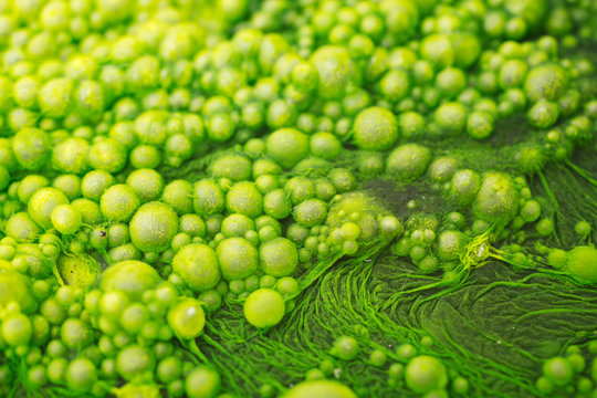 Macro detail of green algae