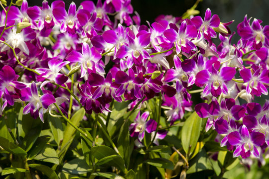 The group of pink orchid. background of pink orchid flowers