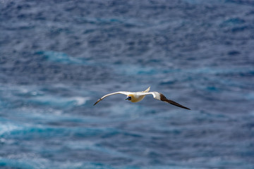 Fototapeta na wymiar Top view of seagull flies over the sea.