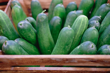 Bunch of freshly harvested organic cucumber in wooden box. Selective focus.