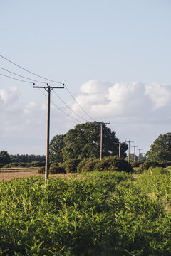 Telegraph poles and power cables beside a field. Norfolk, UK.
