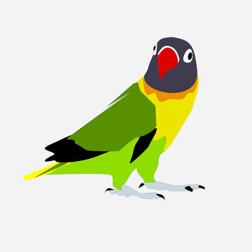 Agapornis personata love bird