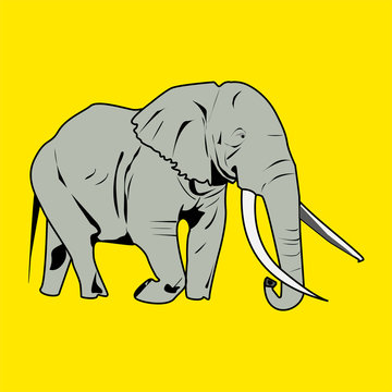 elephant