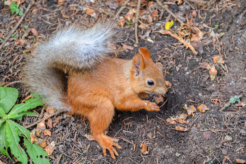 Eurasian red squirrel