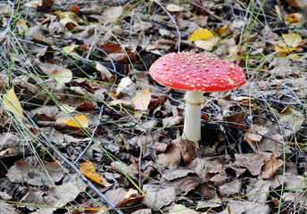 A bright fly agaric lonely stands in the autumn grass.