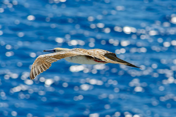 Top view of seagull flies over the sea.