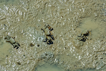 Fiddler crabs (Ocypodidae) walking in the mangrove