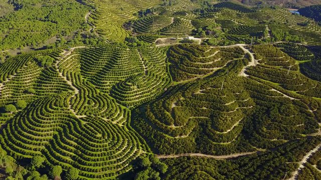 Aerial view of orange tree groves on hills