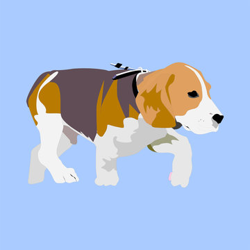 Walking Dog