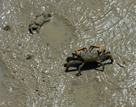 Fiddler crabs (Ocypodidae) walking in the mangrove