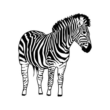 zebra