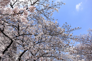 桜の風景