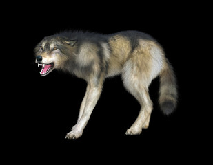 Fototapeta premium 3D rendering of a gray and brown wolf isolated on black background