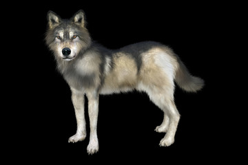 Fototapeta premium 3D rendering of a gray and brown wolf isolated on black background