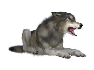 3D rendering of a gray and brown wolf isolated on white background