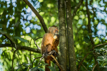 The Island of the monkeys- Puerto Maldonado Peru