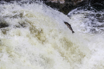 The mighty atlantic salmon travelling to spawning grounds during the summer in the Scottish highland. The salmon in this picture is leaping up the  a very large waterfall called the Falls of Shin 