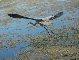 great blue heron spreads wings and takes flight