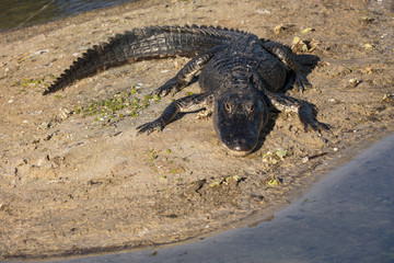 american alligator is waiting for you to cross the path