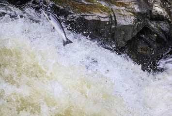 The mighty atlantic salmon travelling to spawning grounds during the summer in the Scottish highland. The salmon in this picture is leaping up the  a very large waterfall called the Falls of Shin 