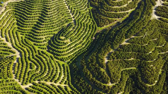 Aerial view of orange tree groves on hills