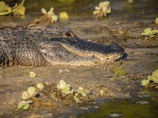 adult american alligator side profile sitting on the banks at sunset