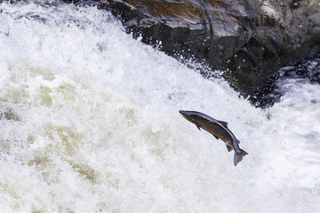 The mighty atlantic salmon travelling to spawning grounds during the summer in the Scottish highland. The salmon in this picture is leaping up the  a very large waterfall called the Falls of Shin  © jamie