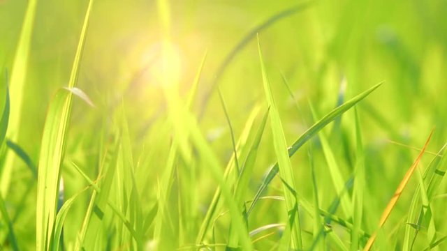 Close up slow motion grass in Meadow on light sun morning