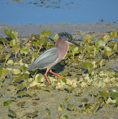 green heron in the wetlands