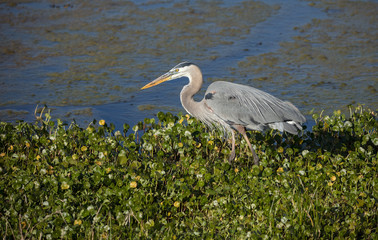 great blue heron hunts with intensity in the wetlands