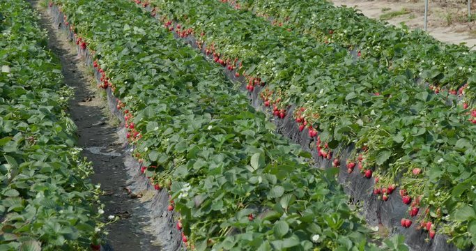 Harvest strawberry in field