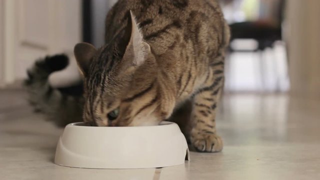 HD Bengal cat eating dry food from a bowl