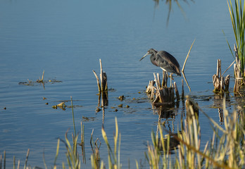 tri color heron perched at sunset in the wetlands